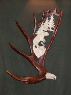 grizzly in eagle wing