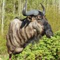 Blue Wildebeest