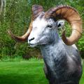Stone Ram