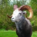 Stone Ram