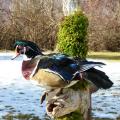 Bird Mounts