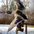 Bird Mounts