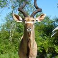 Kudu