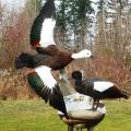 Paradise Ducks