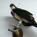Bird Mounts