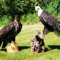 Bird Mounts