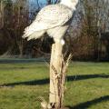 Bird Mounts